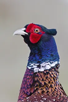 Pheasant Portrait Drucke: Pheasant (Phasianus colchicus)