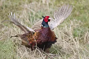North Holland Province Drucke: Pheasant (Phasianus colchicus)