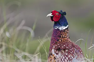Pheasant Portrait Drucke: Pheasant (Phasianus colchicus)