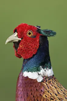 British Wildlife Photos Drucke: Pheasant (Phasianus colchicus)