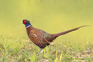Wetland Landscape Photography Drucke: Pheasant (Phasianus colchicus)