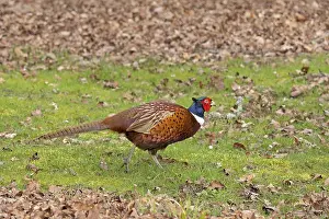 Cotswolds England Drucke: Pheasant (Phasianus colchicus)
