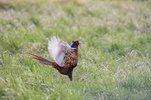 Common Pheasant Behavior Drucke: Pheasant (Phasianus colchicus) fluttering