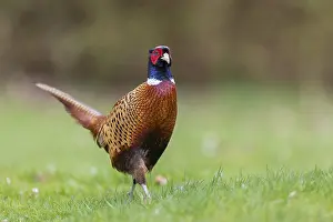 Deserted Landscape With Birds Drucke: Pheasant (Phasianus colchicus), Germany