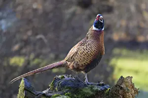 European Gamebirds Drucke: Pheasant (Phasianus colchicus), Germany