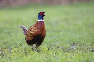 Germany Wildlife Images Drucke: Pheasant (Phasianus colchicus), Germany