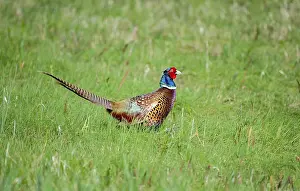 Pheasant (Phasianus colchicus) in the meadow