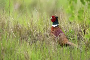 Deserted Clearing Drucke: Pheasant in the wild in a clearing