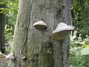 European Bracket Fungus Drucke: Phellinus igniarius (Phellinus igniarius) on a tree