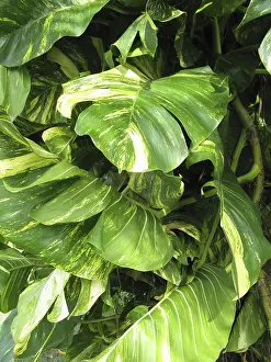 Latin America Nature Scenes Drucke: Philodendron