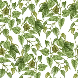Indoor Plant Decoration Drucke: Philodendron seamless pattern