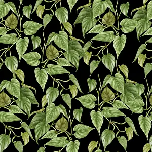 Bilder Datiert 9. Januar 2024: Philodendron-Muster ohne Unterbrechung