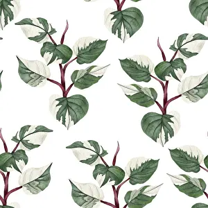Bilder Datiert 9. Januar 2024: Philodendron-Muster ohne Unterbrechung