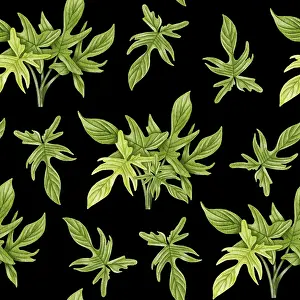 Gerahmter Druck : Philodendron-Seamless-Muster Gerahmter Druck : Philodendron-Seamless-Muster