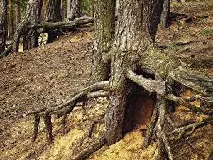 Nature Photography Drucke: Photo of tree roots in the forest