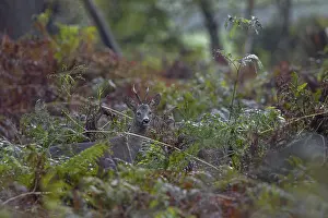 Rainy Day Wildlife Photography Drucke: Photographing roe deer in the forest is difficult