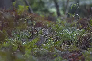 German Nature Reserve Photoshoots Drucke: Photographing roe deer in the forest is difficult