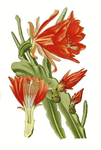 Digitally Restored Botanical Art Drucke: Phyllanthoides, Leaf-stemmed cactus