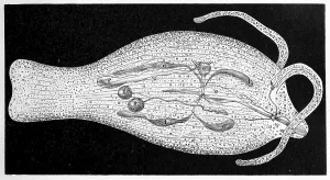 Phylliroe bucephala, Baumschnecke