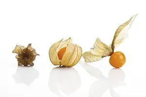 Fruity Studio Shots Drucke: Physalis