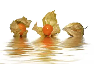 Cape Gooseberry Images Drucke: Three Physalis (Physalis)