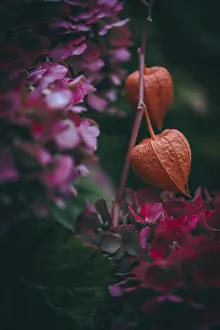 Physalis Fruit Drucke: Physalises (Physalis) orange, surrounded by pink hydrangeas