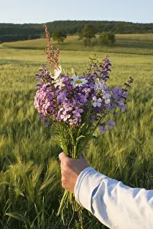 German Spring Flowers Drucke: Picked bunch of flowers in spring