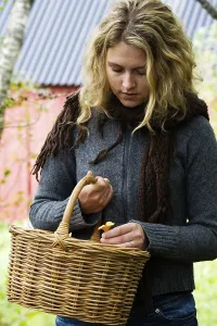 Chanterelle Mushroom Drucke: Picking chanterelles