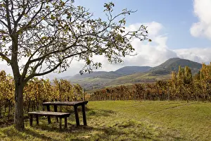 Southern Wine Route Germany Drucke: Picnic spot under a walnut tree