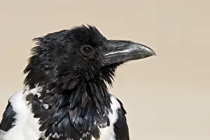 Bird In Flight Drucke: Pied crow, Namibia