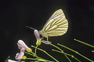 Drucke von Pieris napi, Weißer Raps Grün-geädert Weiß Drucke: Pieris napi, Rapsweiß
