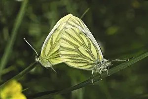 Drucke von Ein weißen Pieris napi, der sich an Rapserkraut ernährt Grün-geädert Weiß Drucke: Pieris napi auf Raps