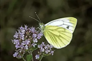 Green Vein White Butterflies Drucke: Pieris napi, rapeseed white