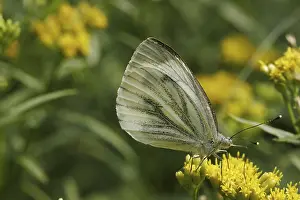 Drucke von Ein weithin verbreiteter Tagfalter, der in Europa und Asien zu finden ist. Die Pieris napi nutzt verschiedene Pflanzenarten als Nahrungspflanze, darunter auch Raps Grün-geädert Weiß Drucke: Schwarzwand-Scheckenfalter auf Raps