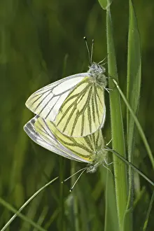 Drucke von Pieris napi, Weißer Raps Grün-geädert Weiß Drucke: Pieris napi, Weißer Raps
