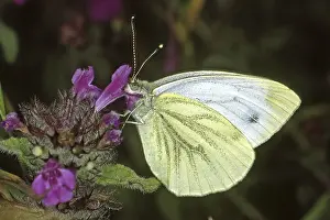 Drucke von Pieris napi, Weißer Raps Grün-geädert Weiß Drucke: Pieris napi, Weißer Raps