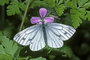 Pierid Species Drucke: Pieris napi, rapeseed white