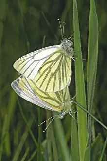 Drucke von Pieris napi, Weißer Raps Grün-geädert Weiß Drucke: Pieris napi, Weißer Raps