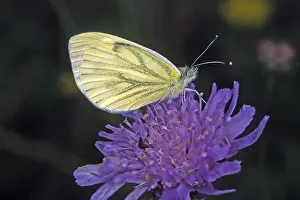 Drucke von Pieris napi, Weißer Raps Grün-geädert Weiß Drucke: Pieris napi, Weißer Raps