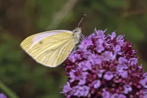 Drucke von Pieris napi, Weißer Raps Grün-geädert Weiß Drucke: Pieris napi, Weißer Raps.
