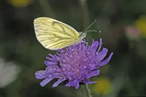 Drucke von Pieris napi, Weißer Raps Grün-geädert Weiß Drucke: Pieris napi, Weißer Raps