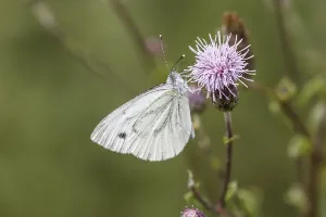 Drucke von Pieris napi, Rapsweißling, Grünader-Weißling, Gründer-WeiBling auf einer Distelblüte - Pieris napi, bekannt als Grüne Venee Weißer Falter auf einem Dornenbusch Pieris napi, Rapsweiling Grün-geädert Weiß Drucke: Pieris napi, Rapswespen