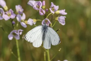 Drucke von Pieris napi, Rapsweißling, Grünader-Weißling, Grünaderweißling auf Wiesenschaumkrautblüte - Pieris napi, bekannt als Grüne Fleckenweissling Grün-geädert Weiß Drucke: Pieris napi, Rapswespen