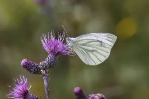 Drucke von Pieris napi, Rapsweißling, Gründer-Weißling, Gründerweißling auf einer Distelblüte - Pieris napi, bekannt als Grünflügelige Weißlinge, Grünflügelige Weißvögel auf einem Distel Grün-geädert Weiß Drucke: Pieris napi, Rapswürger.