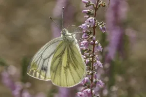 Drucke von Pieris napi, Rapsweißling, Grünader-Weißling, Gründerweissling auf Heidekraut - Pieris napi, bekannt als Grüne Fleckenweißling Grün-geädert Weiß Drucke: Pieris napi, Rapswings