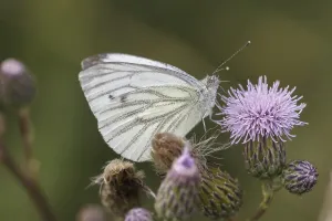 Drucke von Pieris napi, Rapsweißling, Grünader-Weißling, Grünaer-WeiBling auf einer Distelblüte - Pieris napi, bekannt als Grüne Adstringensflecken weiße Schmetterlingsart auf einem Distelblüten Grün-geädert Weiß Drucke: Pieris napi, Rapswürger.