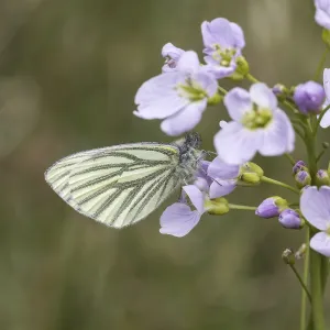 Drucke von Pieris napi, Rapsweißling, Grünader-Weißling, Grünaer WeiBling auf Wiesenschaumkraut - Pieris napi, bekannt als Grüne Adstringensflecken-Weißling Grün-geädert Weiß Drucke: Pieris napi, Rapsschwingling