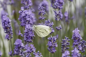 Drucke von Pieris napi, Rapsweißling, Grünader-Weißling, Grüner Weißling - Pieris napi, bekannt als Grüne Fleckenweiße Pieris napi, Rapsweißling, Grünader-Weißling Grün-geädert Weiß Drucke: Pieris napi, Rapswürger.