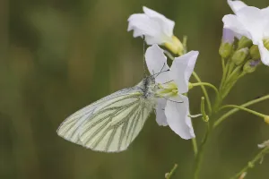 Drucke von Pieris napi, Rapsweißling, Grünader-Weißling, Grüner Weißling - Pieris napi, bekannt als Grüne Fleckenragwespe Pieris napi, Rapsweiling ist nicht korrekt Grün-geädert Weiß Drucke: Pieris napi, Rapswürger.