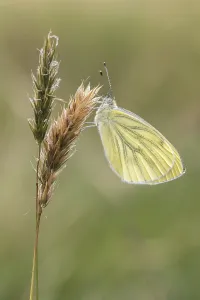 Drucke von Pieris napi, Rapsweißling, Grünaderweißling (2. Generation) im Abendlicht - Pieris napi, bekannt als Grübchenweißflügler (zweite Generation) in der Abenddämmerung Grün-geädert Weiß Drucke: Pieris napi, Rapswespe